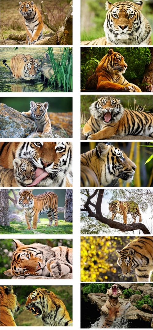 Tiger Blue Theme Windows 7